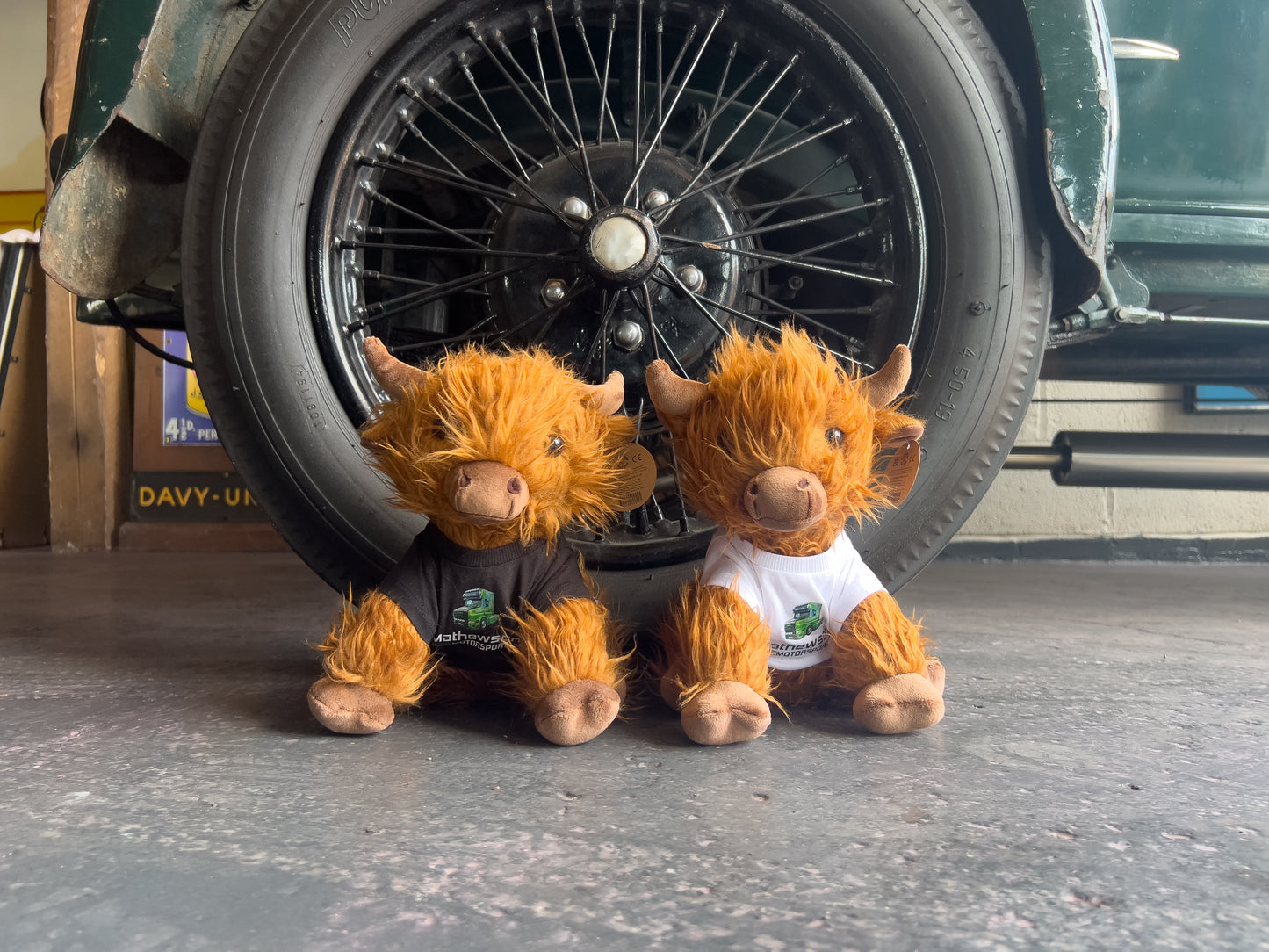 Mathewsons Highland Cow